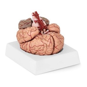 Emberi agy modell - 9 szegmens - életnagyságú | physa
