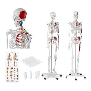 Emberi csontváz modell - életnagyságú | physa