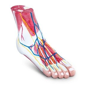 Anatómiai modell - lábfej - háromrészes - eredeti méret - izomdegeneráció | physa